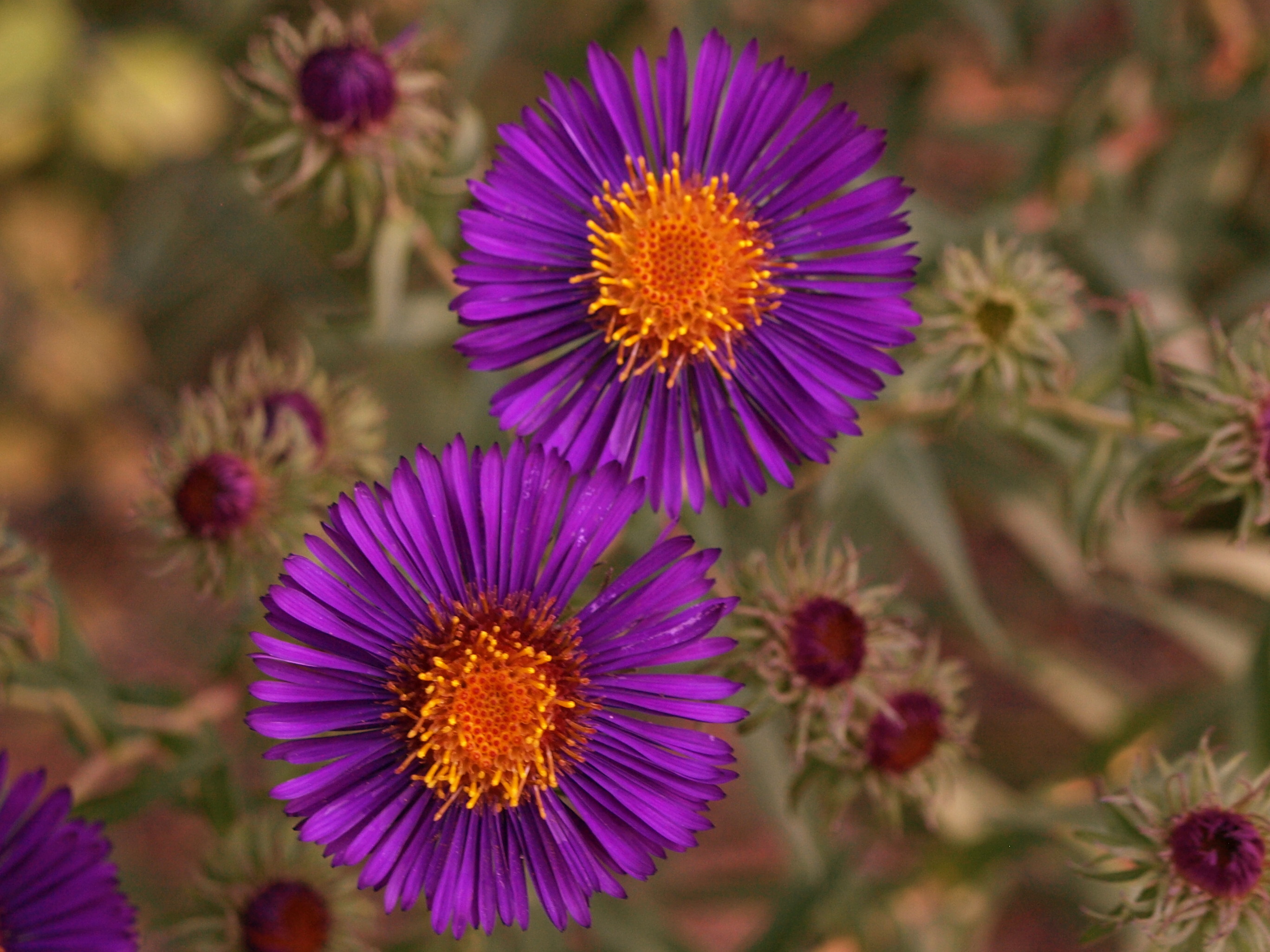Passion Vivaces Aster novae-angliae Violetta vivace godet violet soutenu
