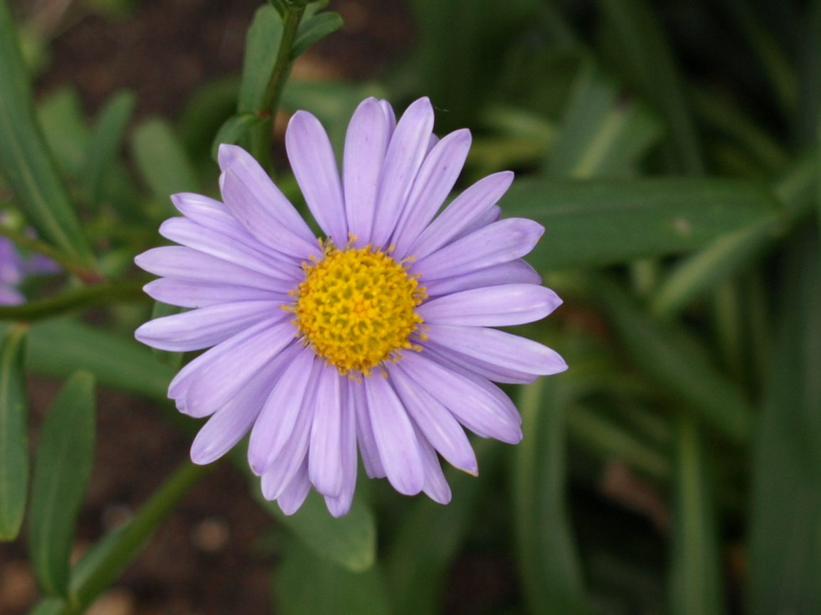 Passion Vivaces Aster Koraiensis plante vivace bleu mauve godet