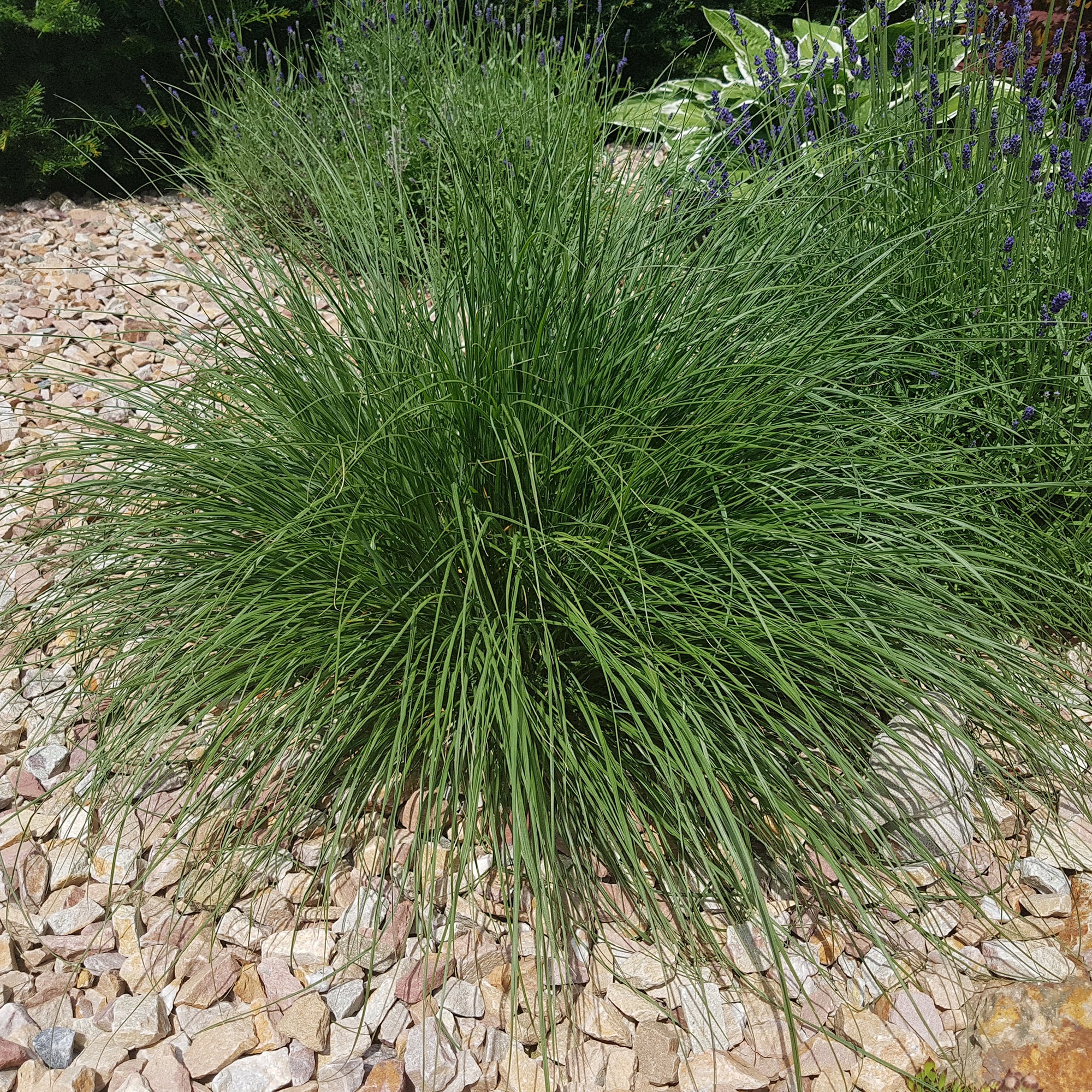 Bakker Pennisetum Herbe aux écouvillons graminée pot 9cm