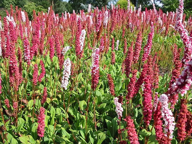 Persicaria affinis Darjeling Red couvre-sol rose foncé