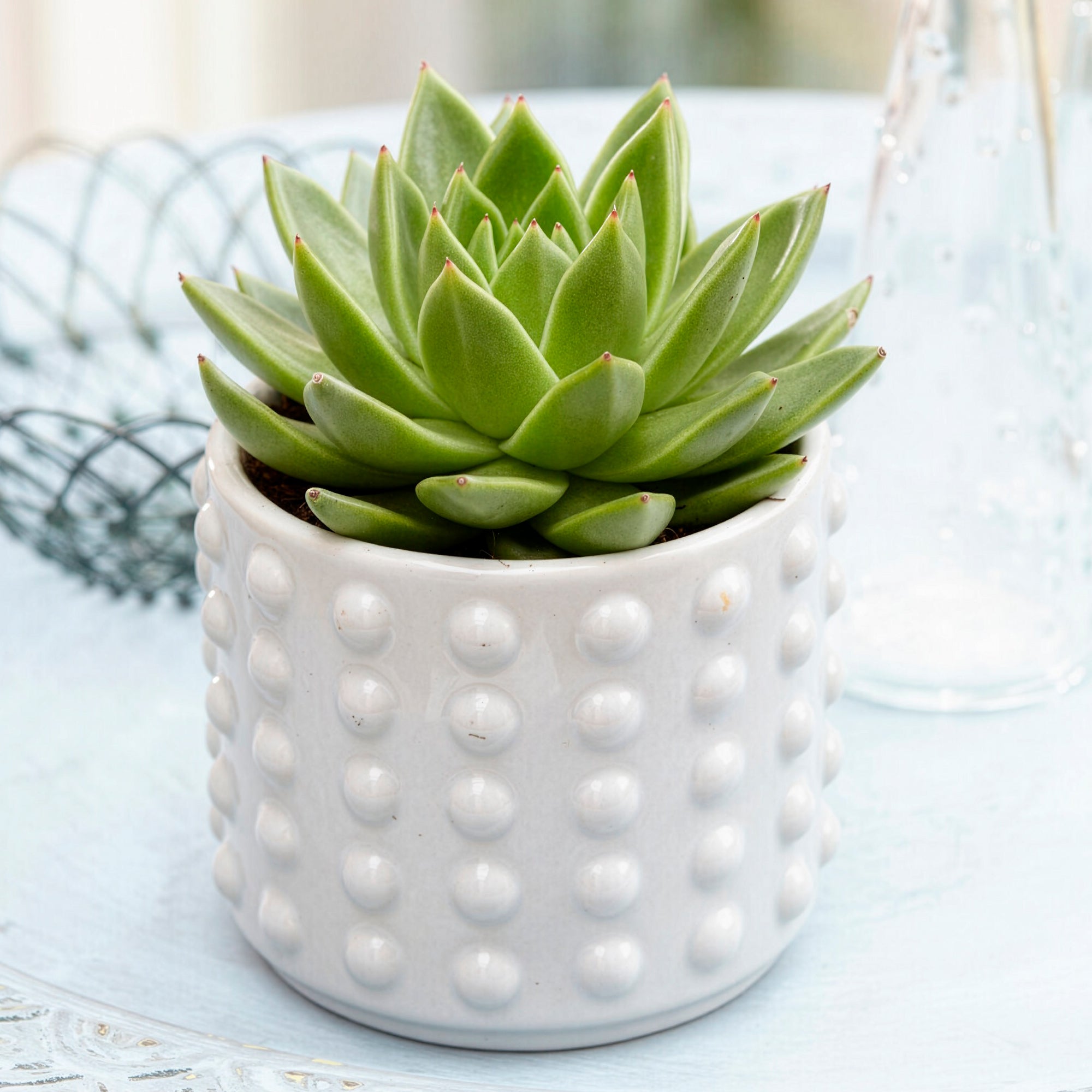 Bakker Echeveria Agavoides plante grasse pot 12cm