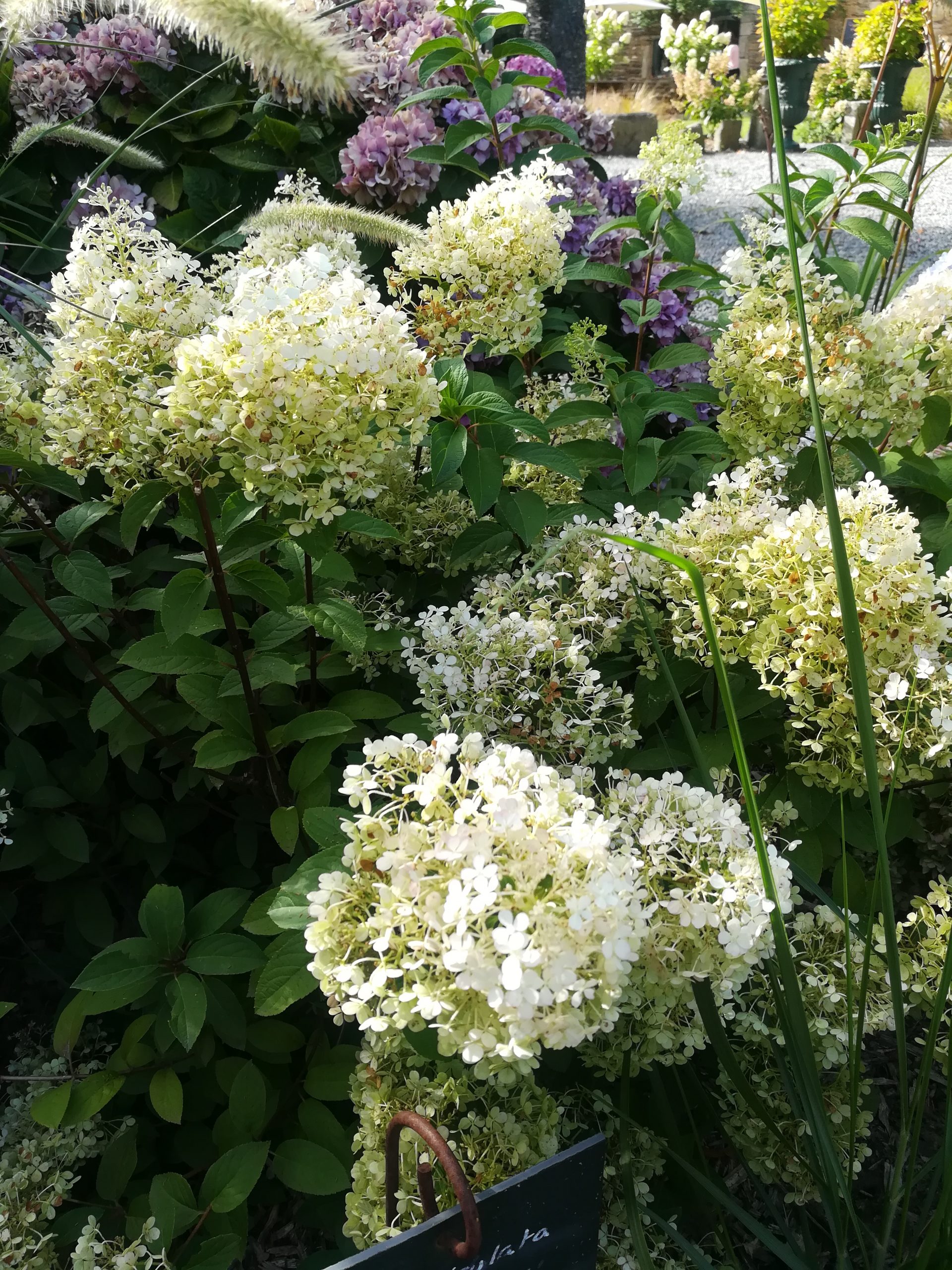 Les Hortensias du Haut Bois Bobo hortensia paniculé nain