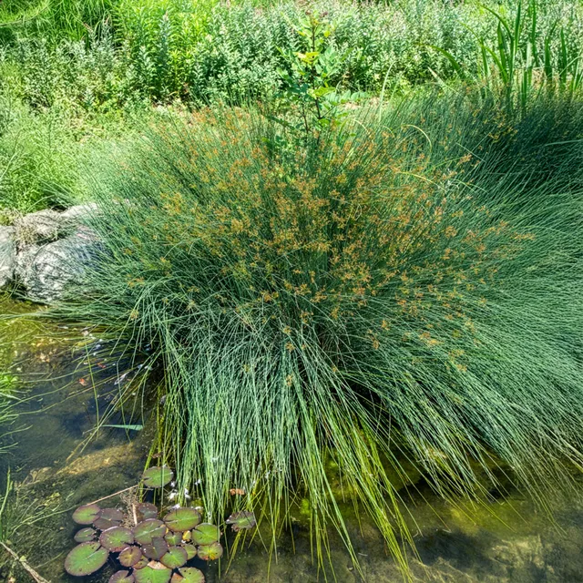 Bakker Jonc épars plante de bassin pot 8cm berge