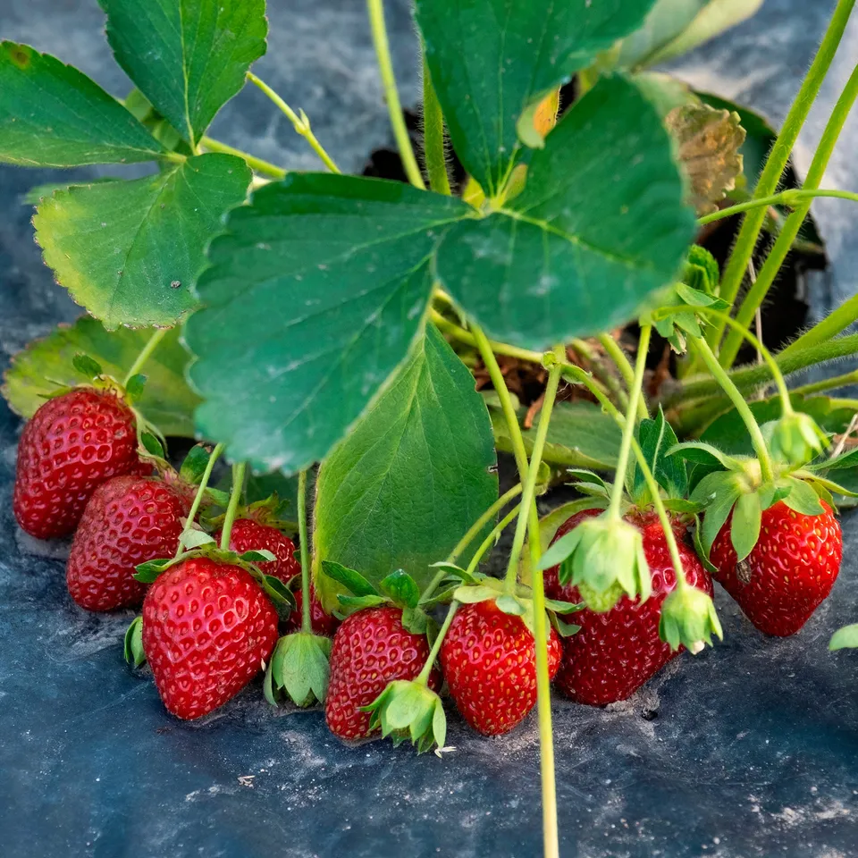 Bakker Fraisier remontant Anaïs lot 6 godets fraise parfumée