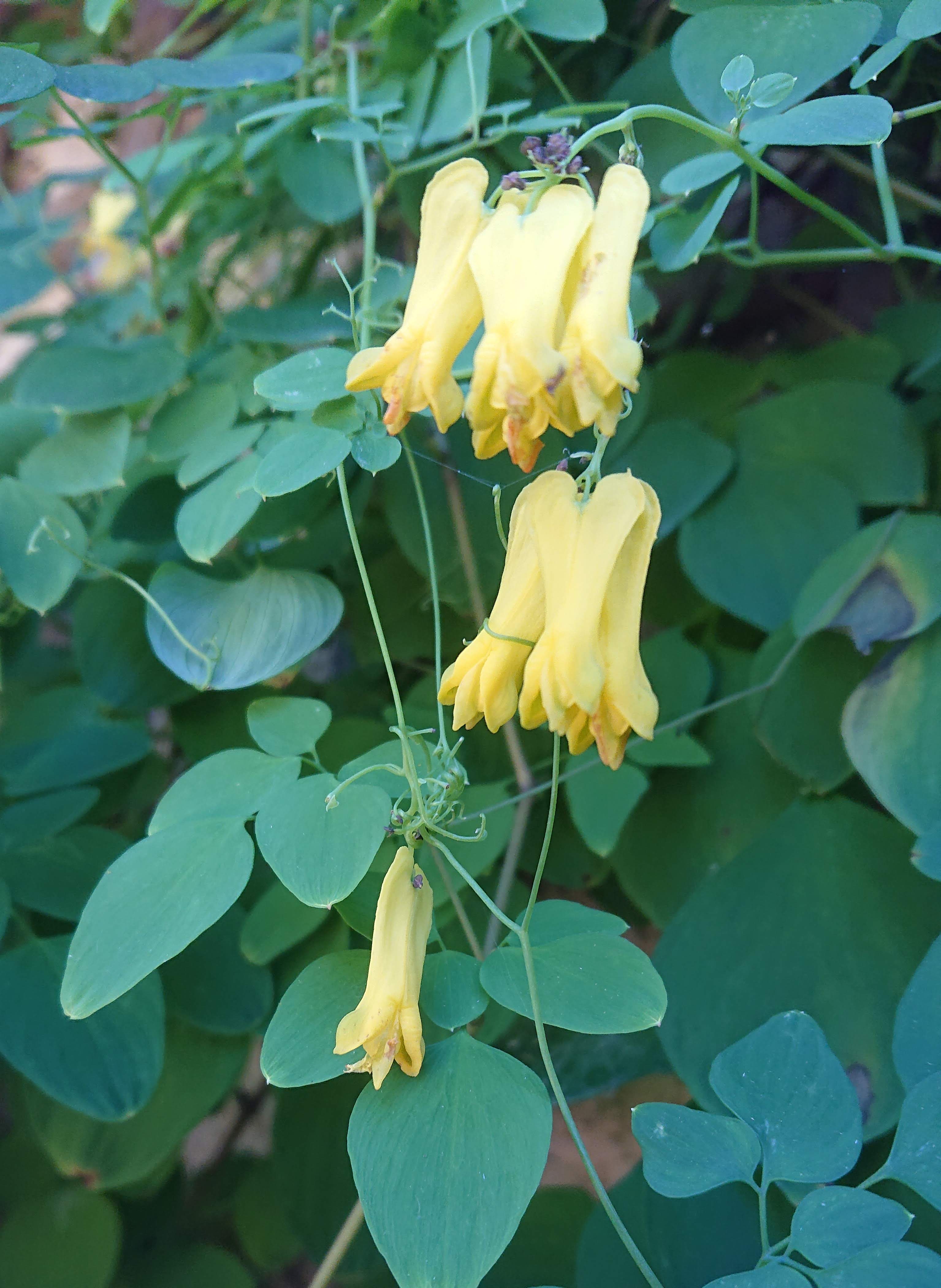 Passion Vivaces Dicentra coeur de Marie couvre-sol pot 1L