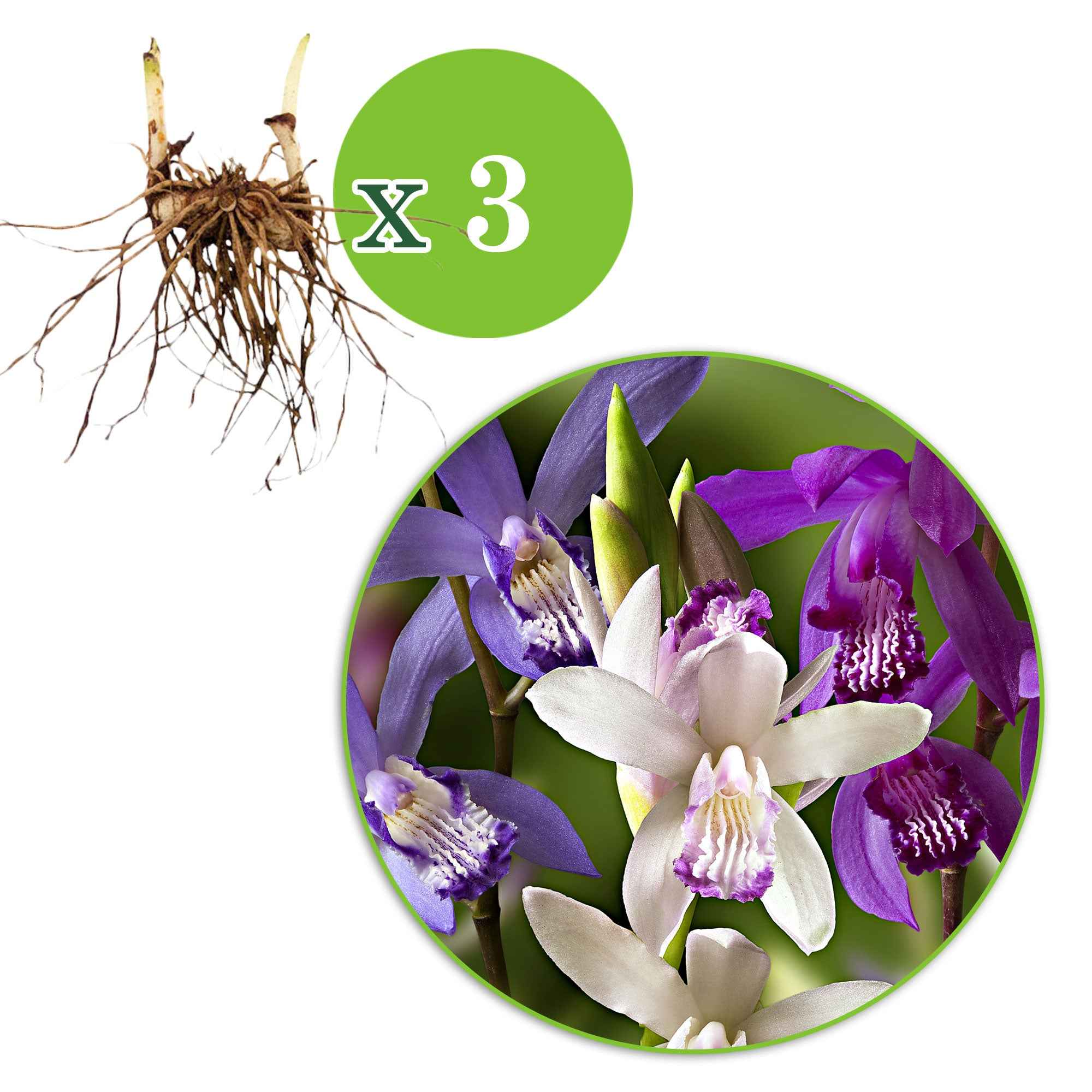 Bakker Orchidées Jacinthes Bletilla mélange sachet 3 bulbes