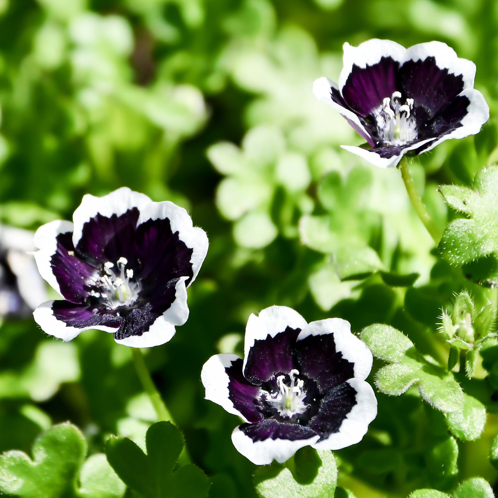 Bakker Nemophile Penny Black graines fleurs sachet 1g noire