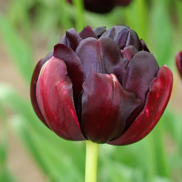 Bakker Bulbes 10 Tulipes Pivoine Black Hero bulbes 12cm+