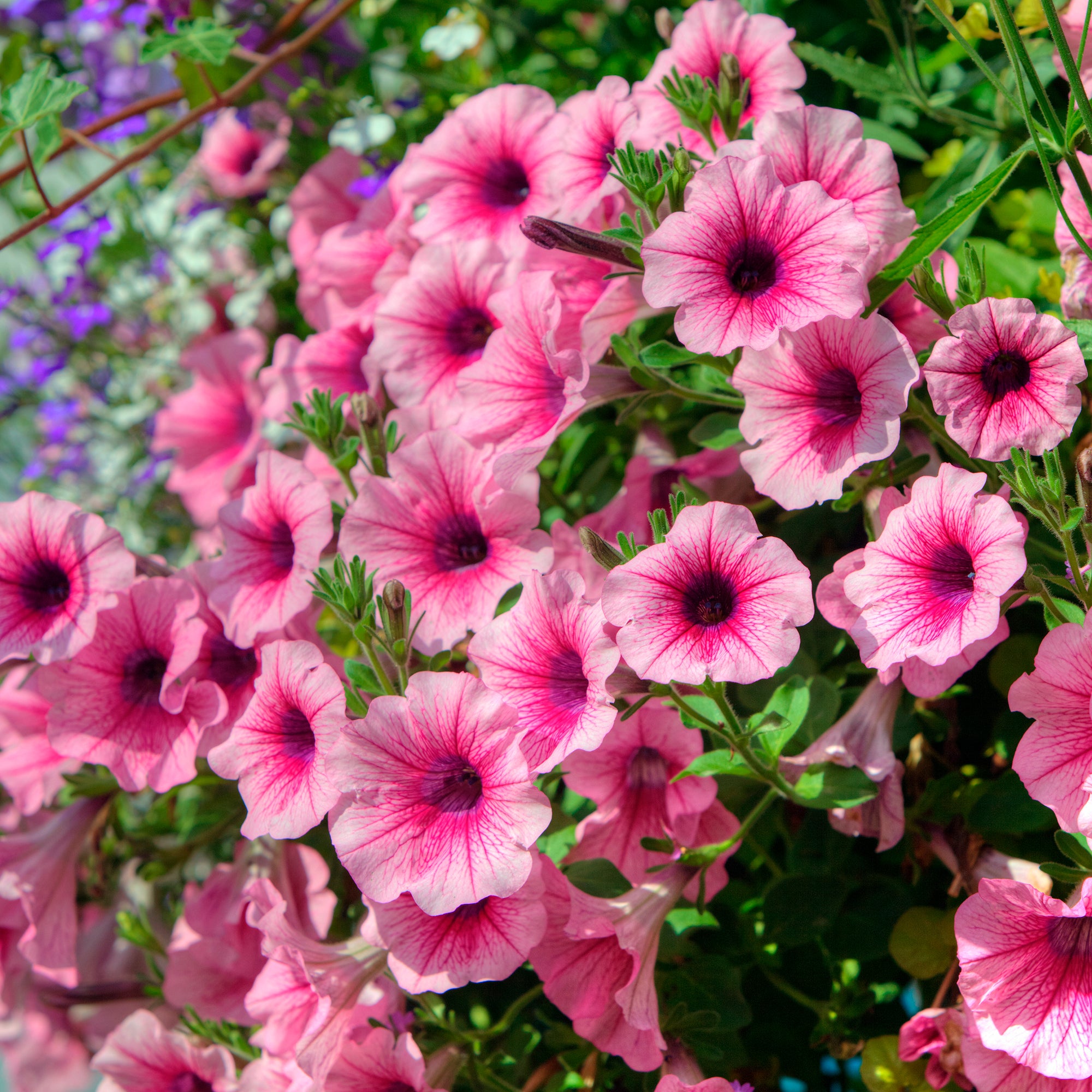 Bakker Pétunias retombants roses pétunia 3 pots Ø10,5 cm