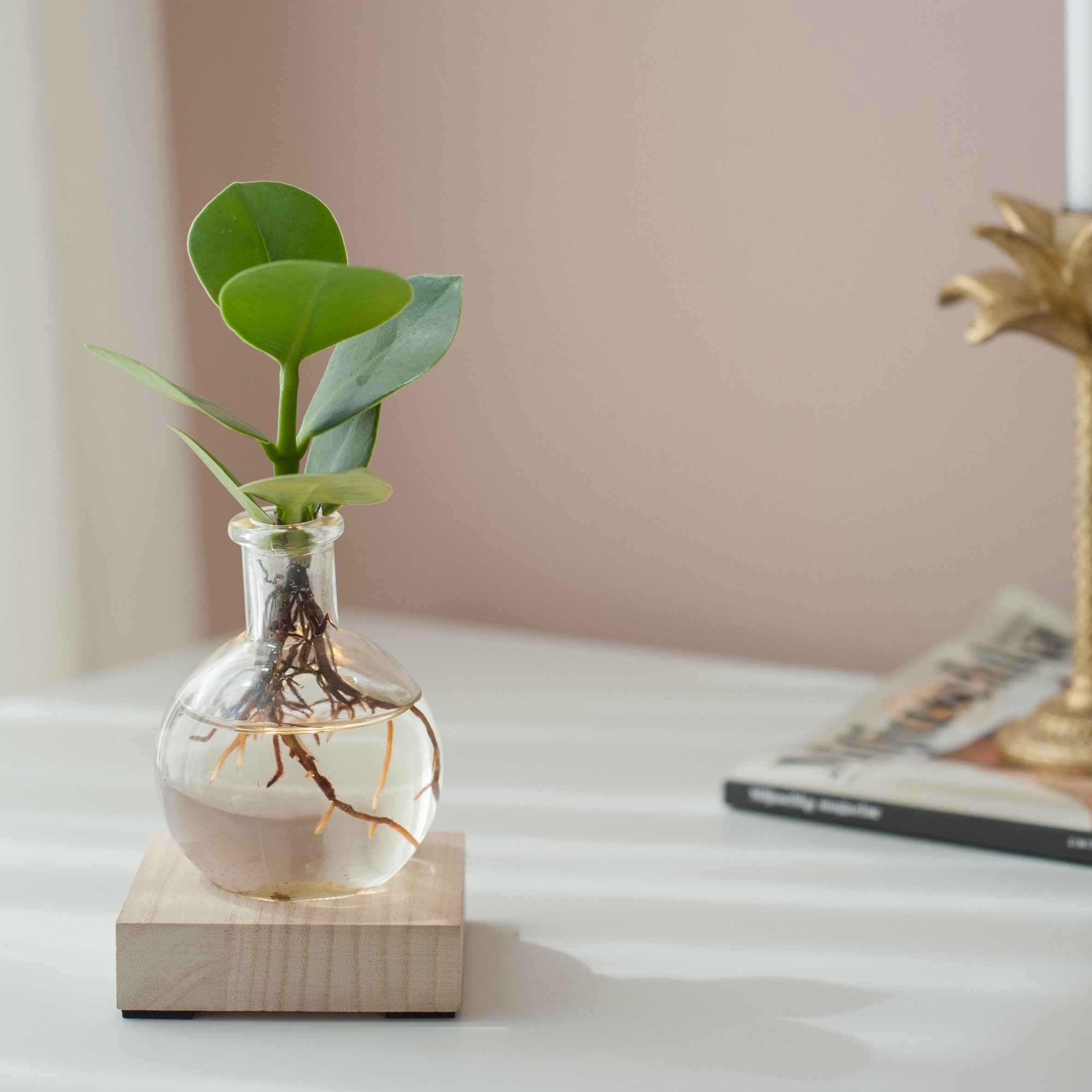 Bakker Clusia Samoa plante d'intérieur hydroponique kit LED