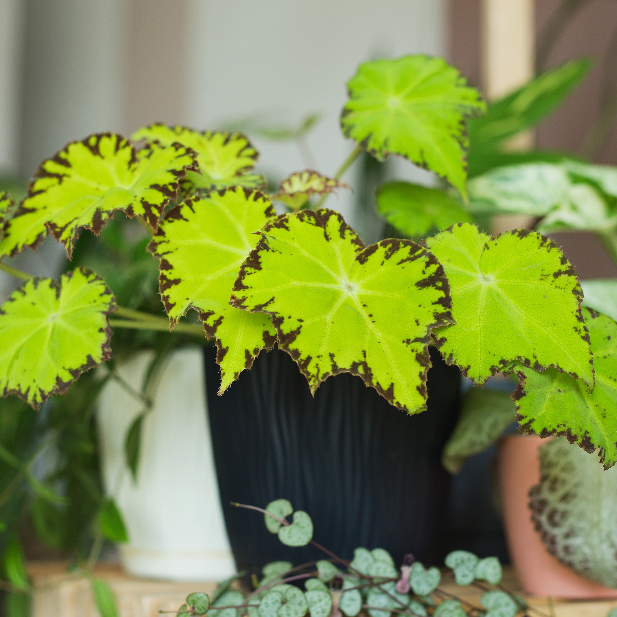 Bakker Beleaf Lima Love bégonia pot 12 cm feuillage spiralé