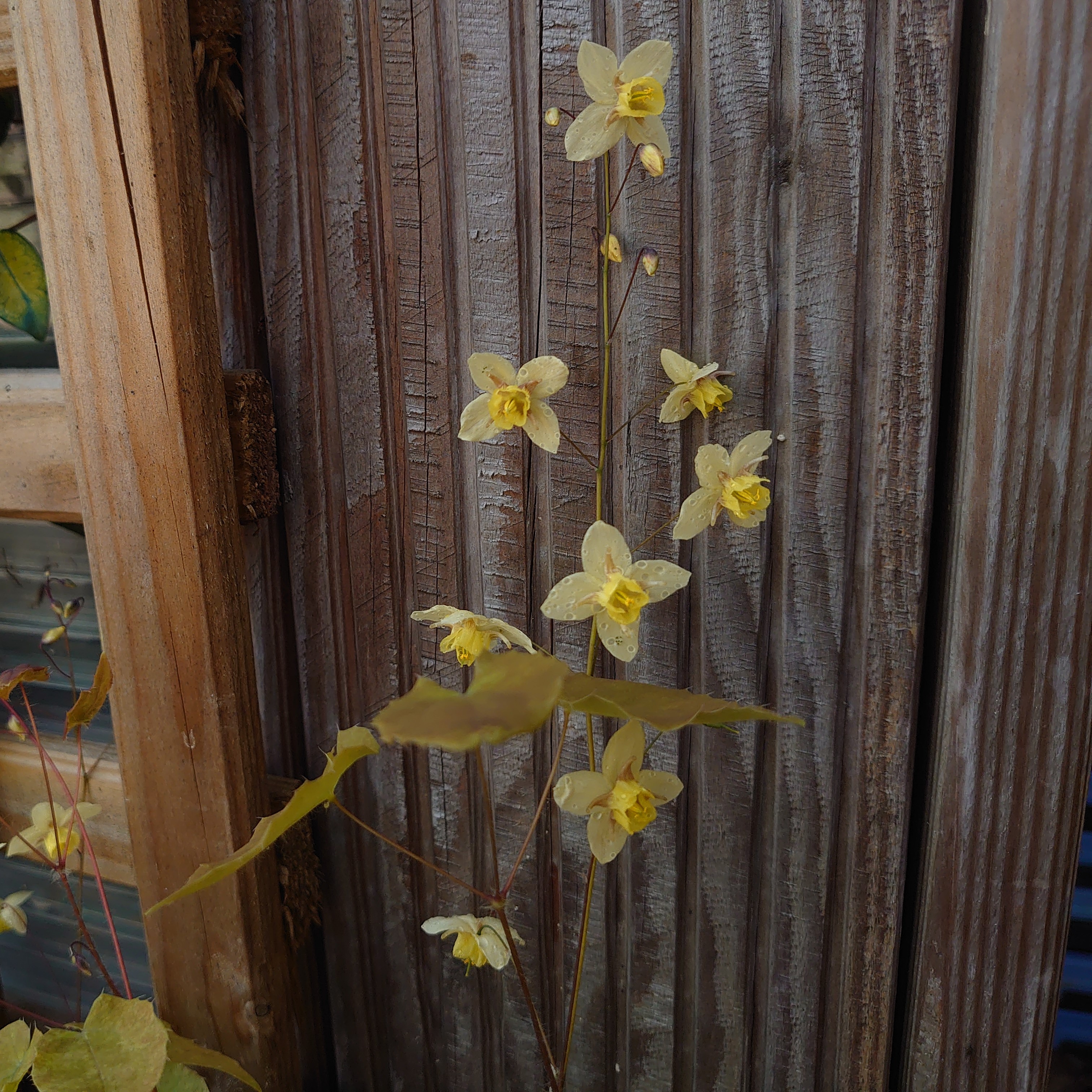 Passion Vivaces Epimedium Neosulphureum plante ombre jaune