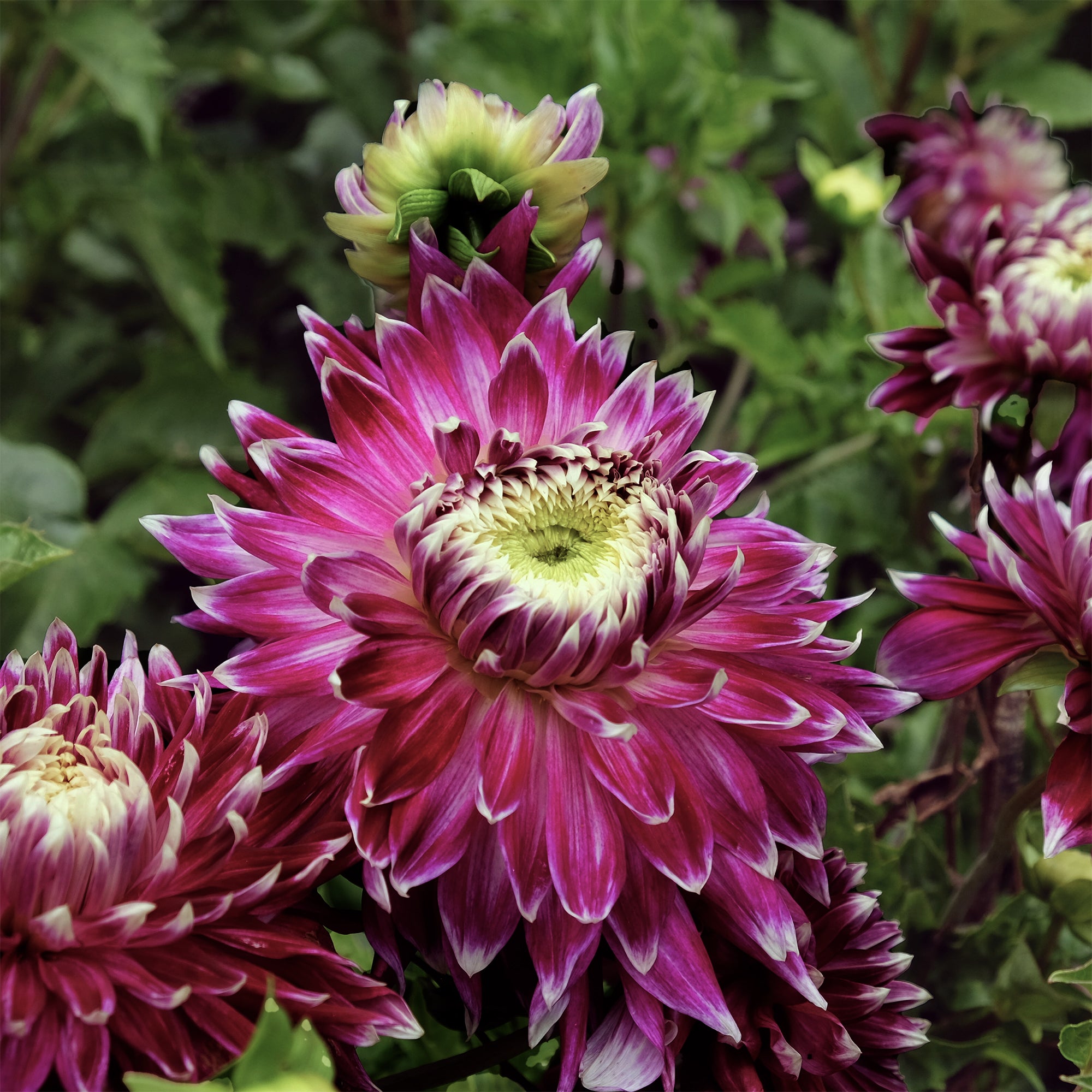 Bakker Bulbes Vancouver dahlia sachet 3 bicolore