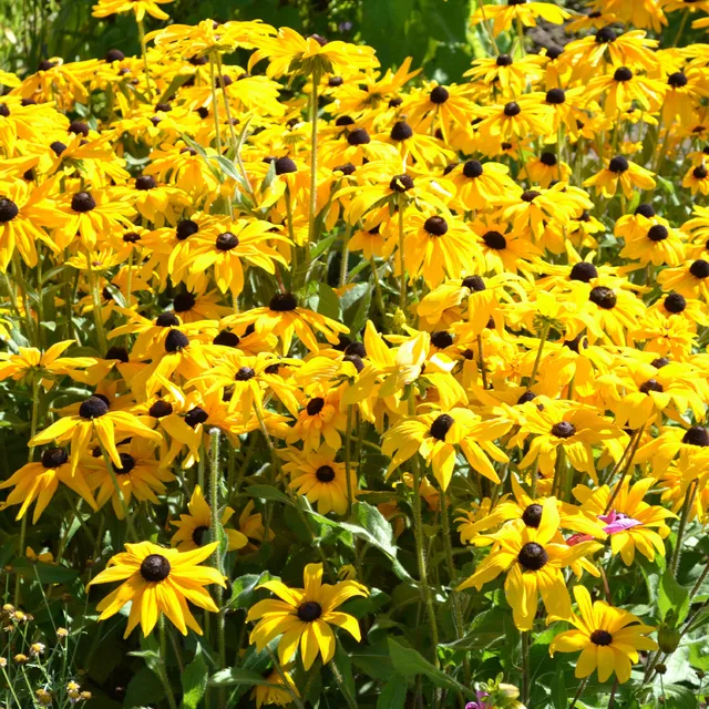 Bakker Goldsturm rudbeckia vivace pot 9cm fleur jaune
