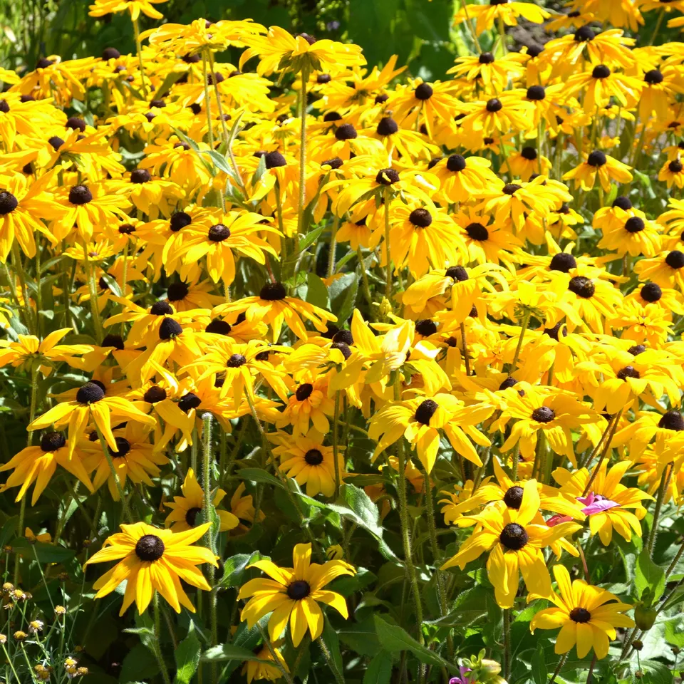 Bakker Goldsturm rudbeckia vivace pot 9cm fleur jaune