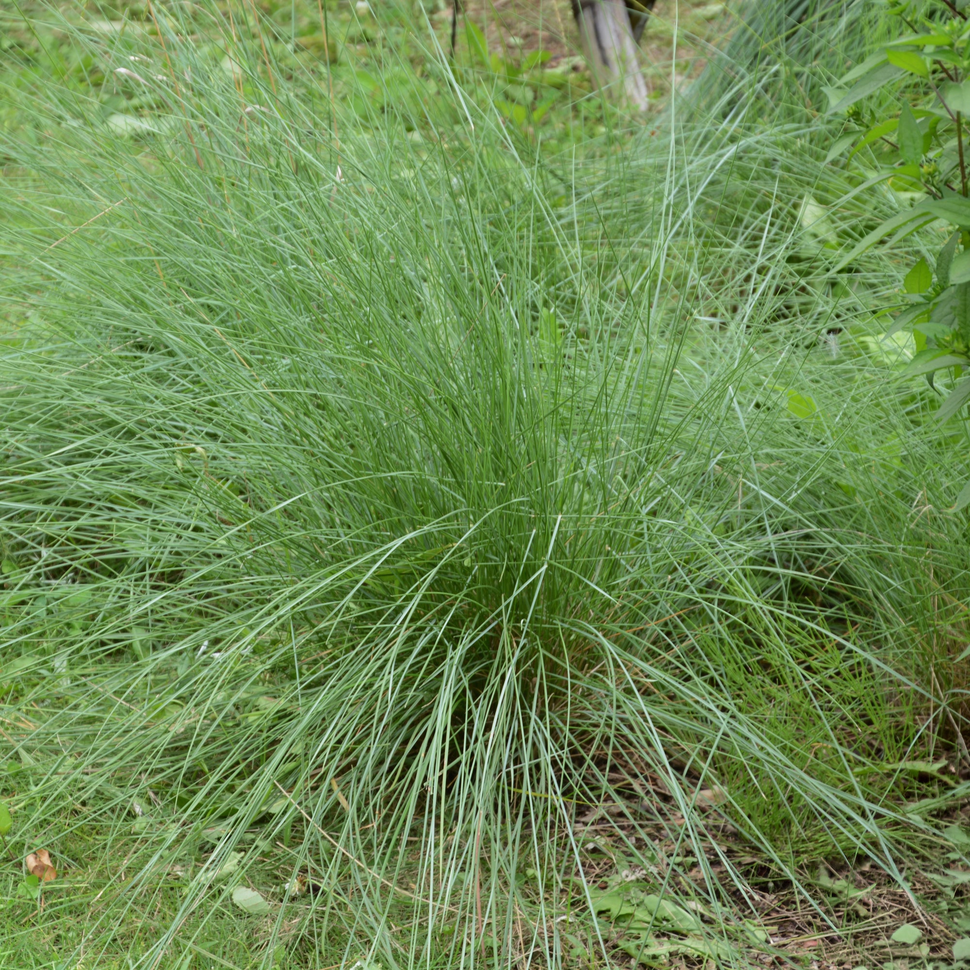 Bakker Muhlenbergia rigens graminée pot 9cm épis argentés