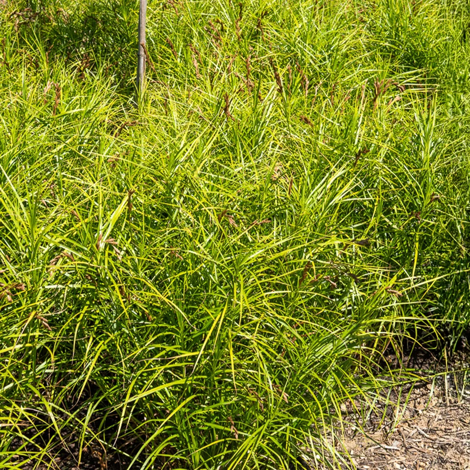 Bakker Laîche Amérique Carex pot 8cm ombre humide
