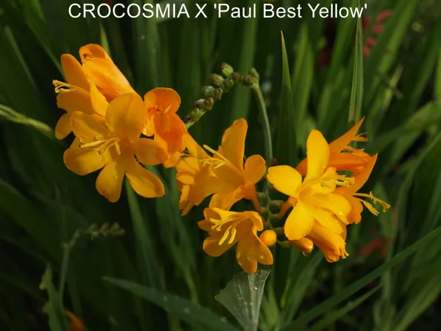 Passion Vivaces Crocosmia Paul Best Yellow plante vivace godet jaune orangé