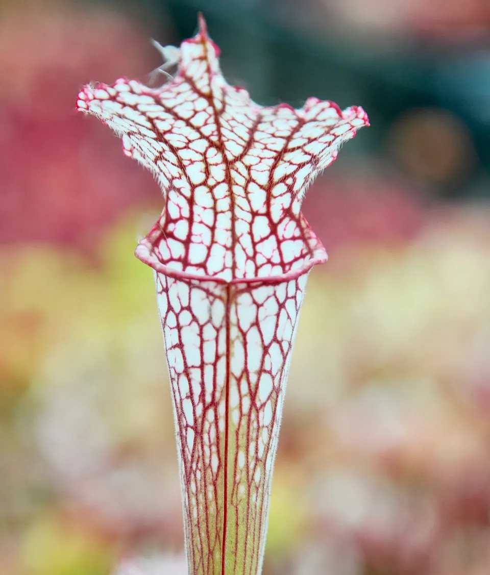 Carniflore Sarracenia leucophylla pubescent plante 70 cm