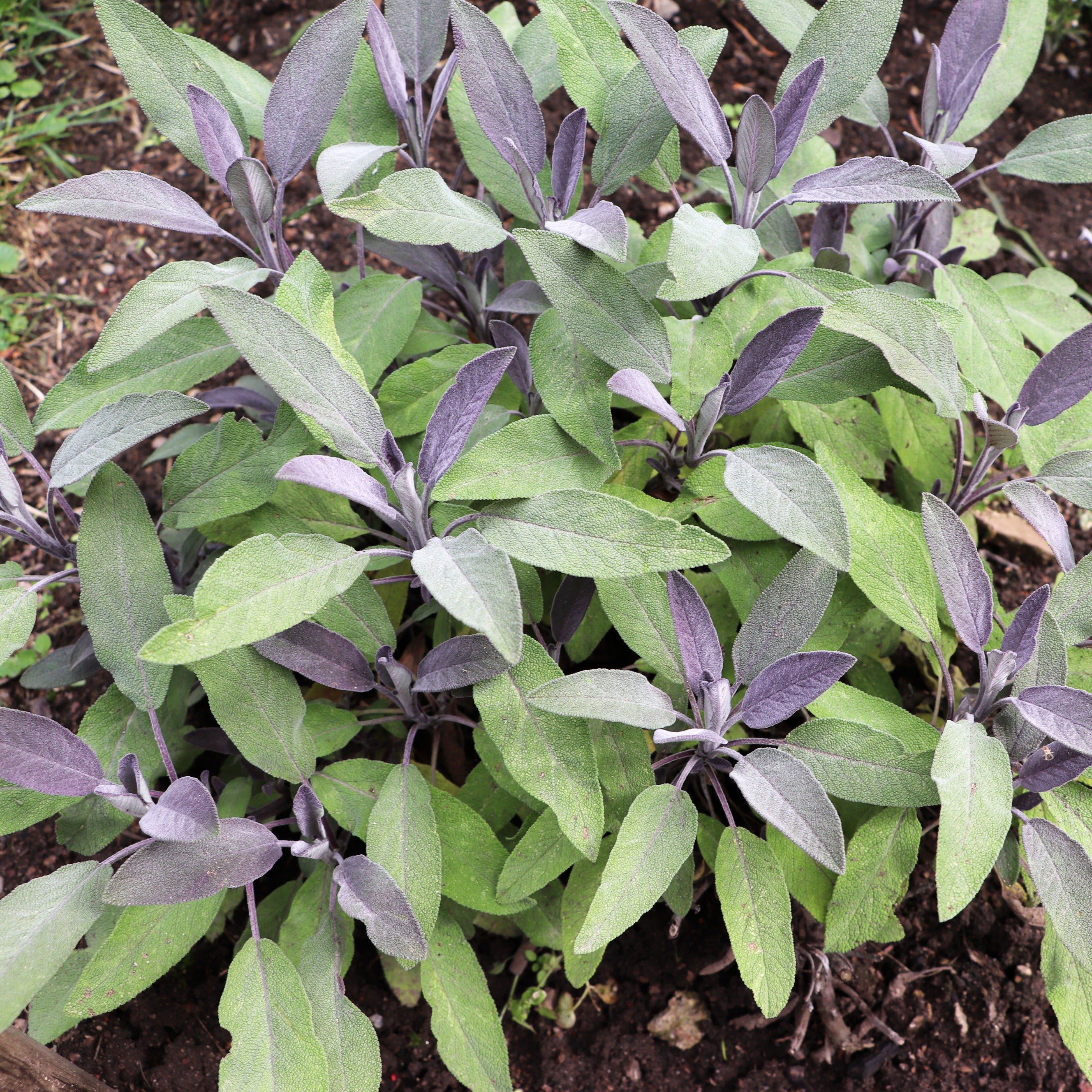 Bakker Sauge officinale Purpurascens aromatique pot 9cm