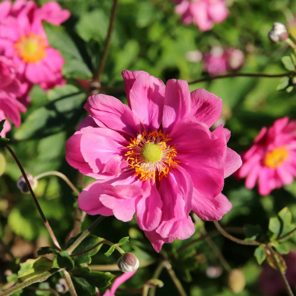 Bakker Anémone Margarete rose pot Ø9cm