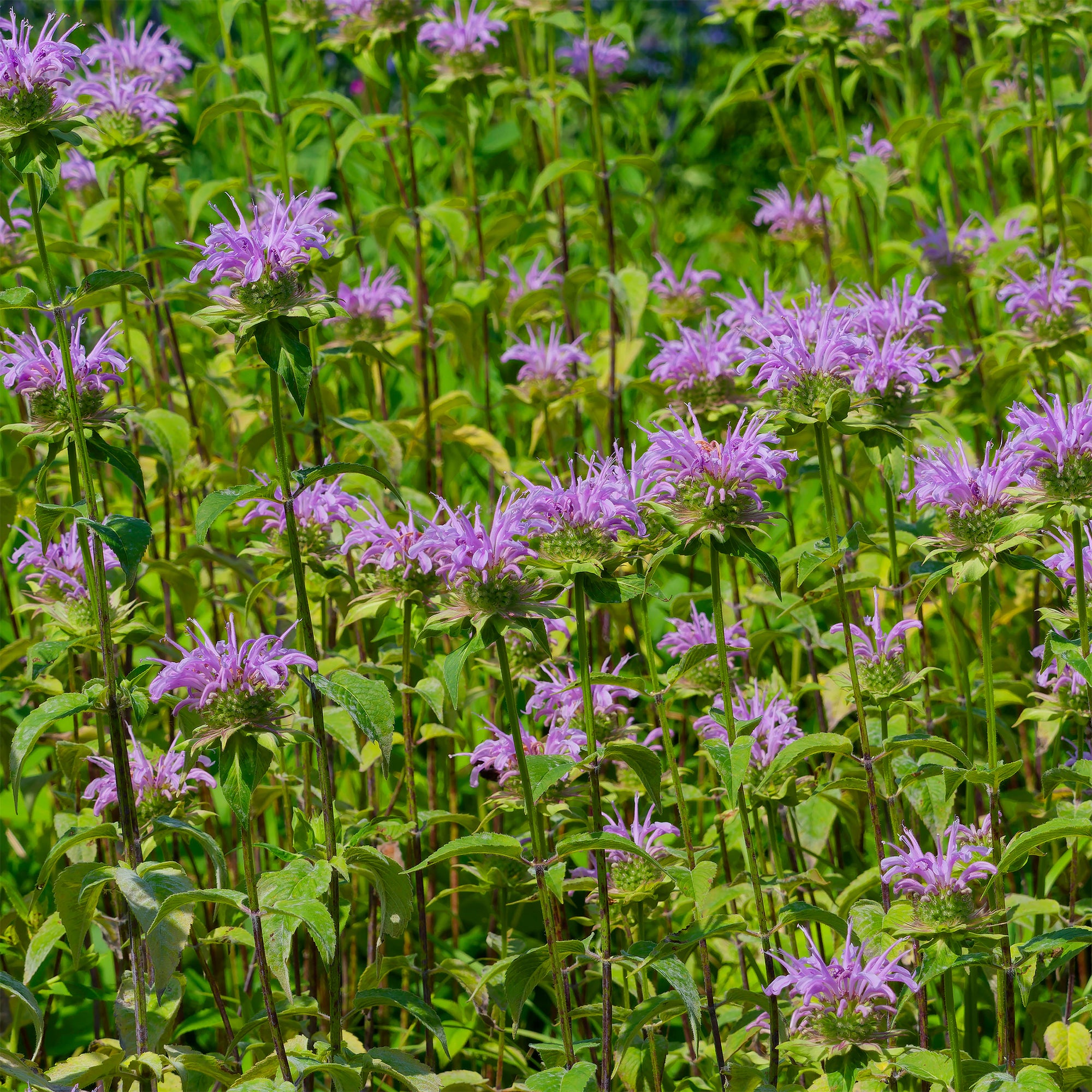 Bakker Monarde menthe plante vivace pot 9cm violette
