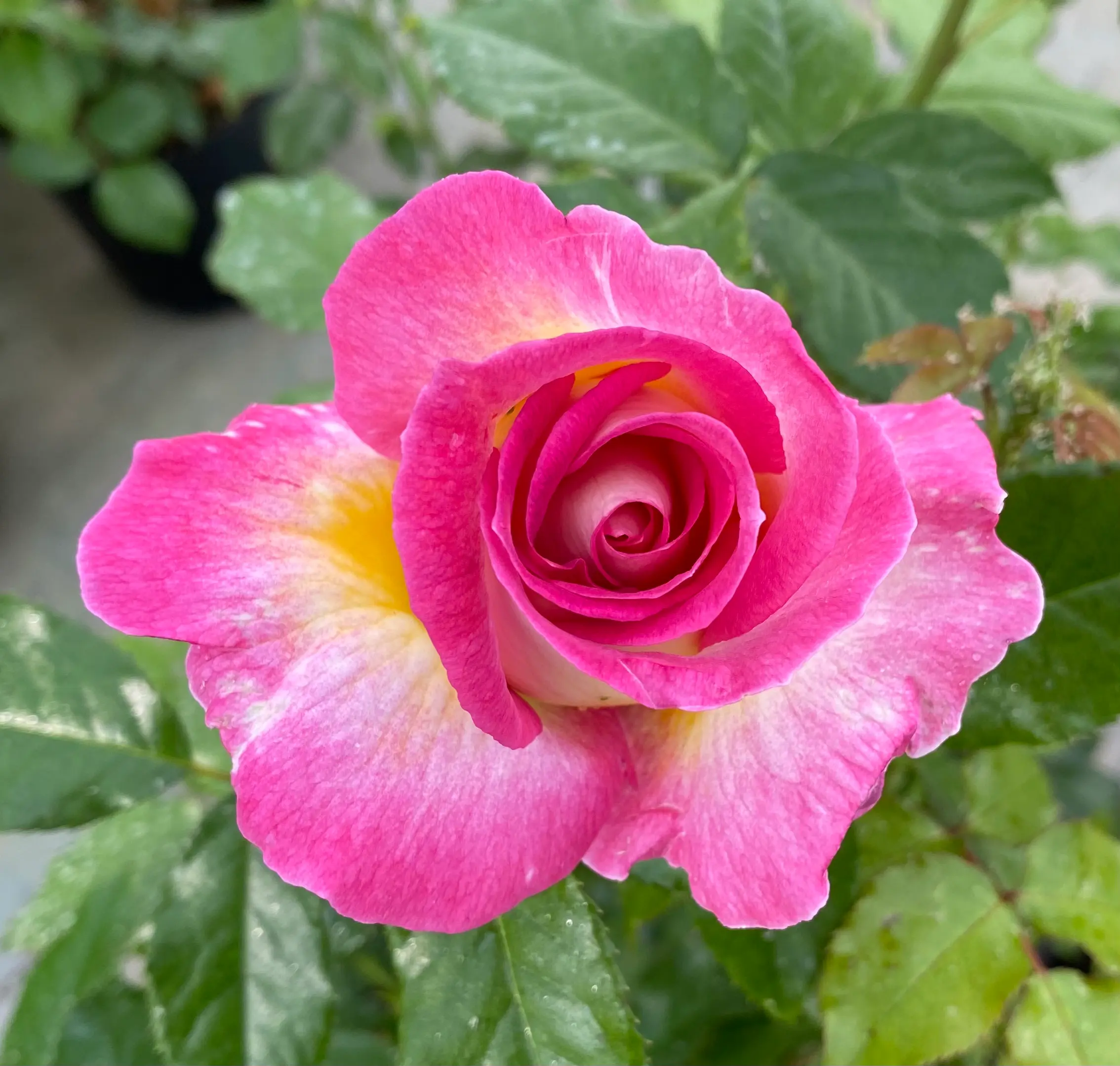 Michel Adam Sweet Delight Adalegski rosier buisson parfumé