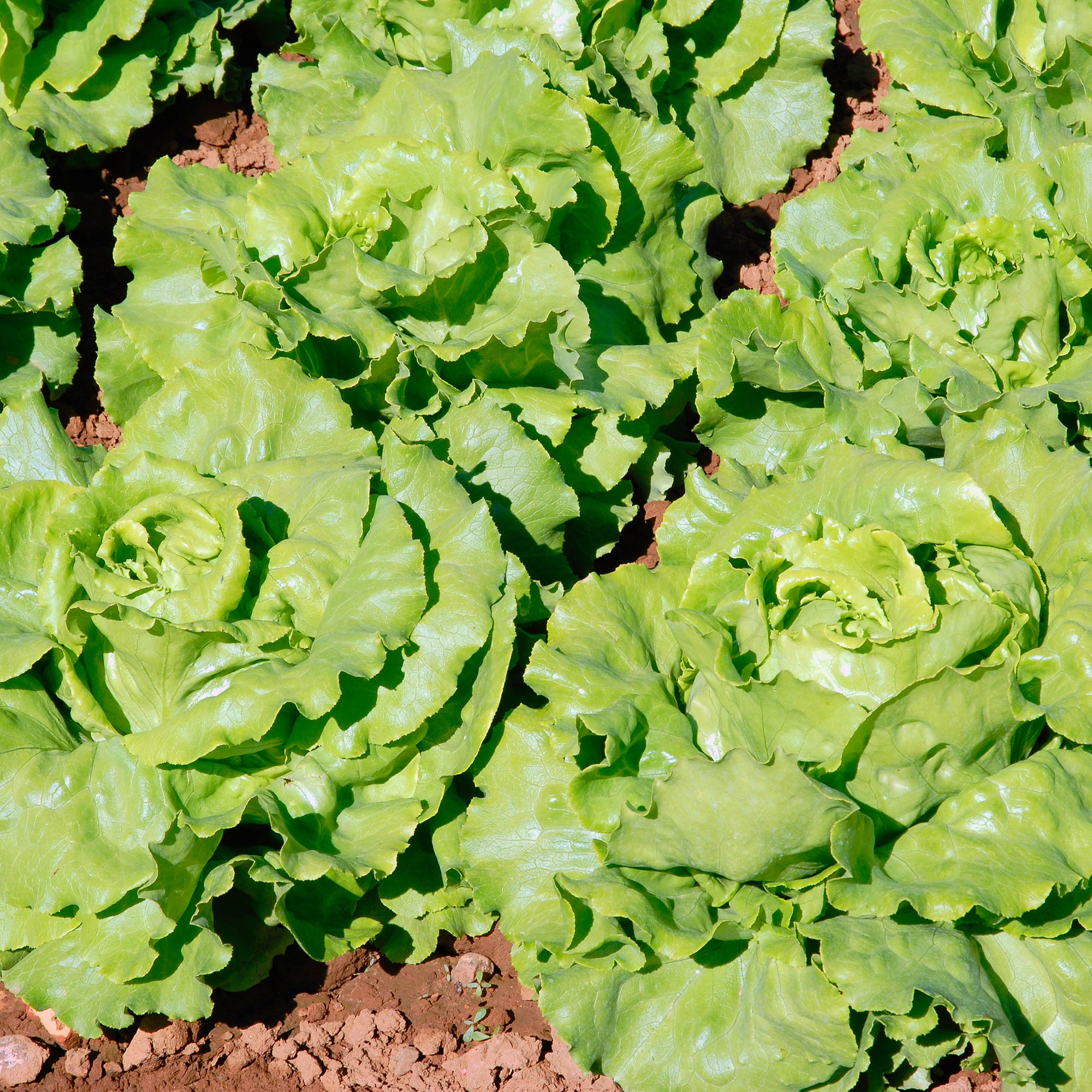 Bakker Potager Laitue Deliane pommée sachet 1g 750 graines