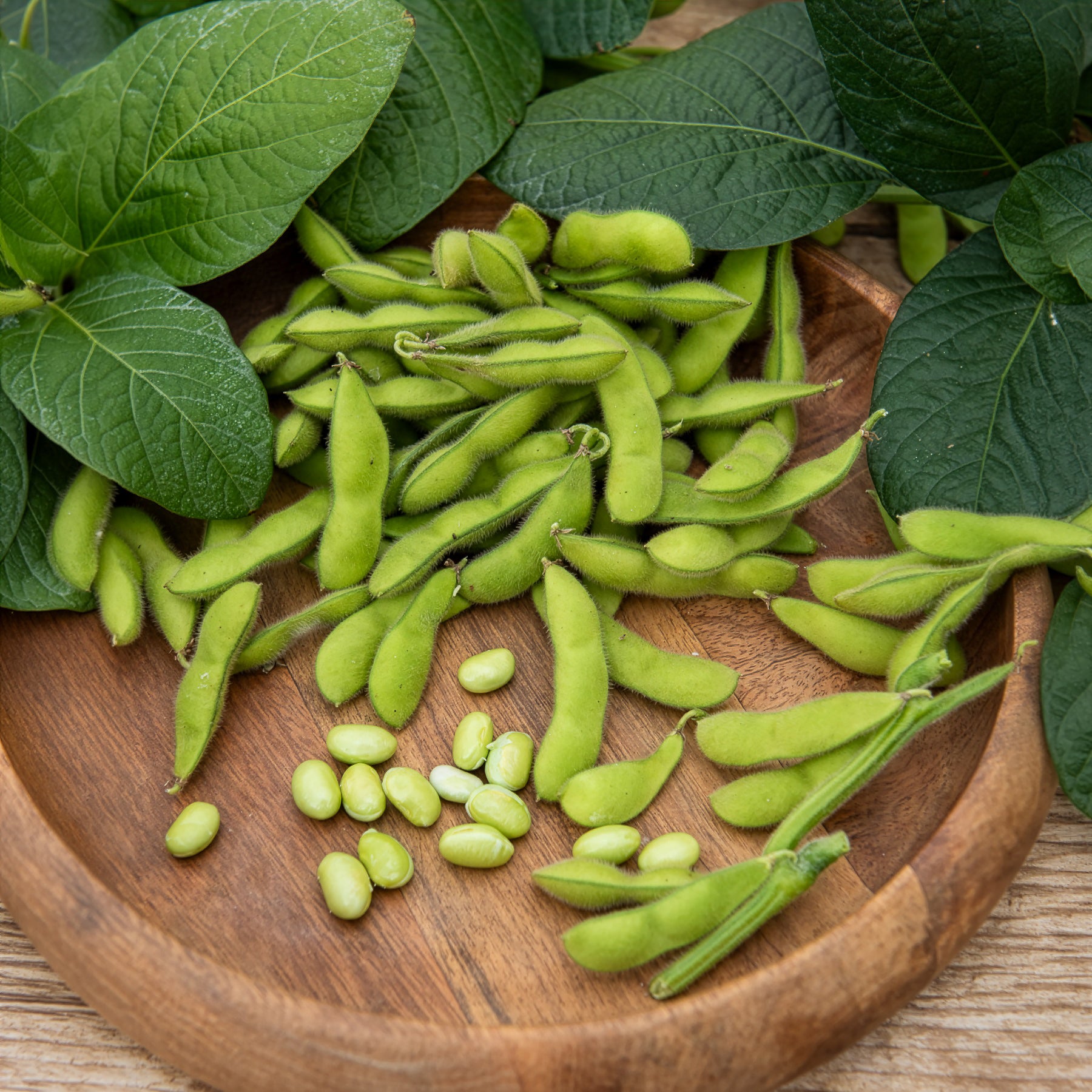 Bakker Potager Soja Fiskeby V edamame graines sachet 15g