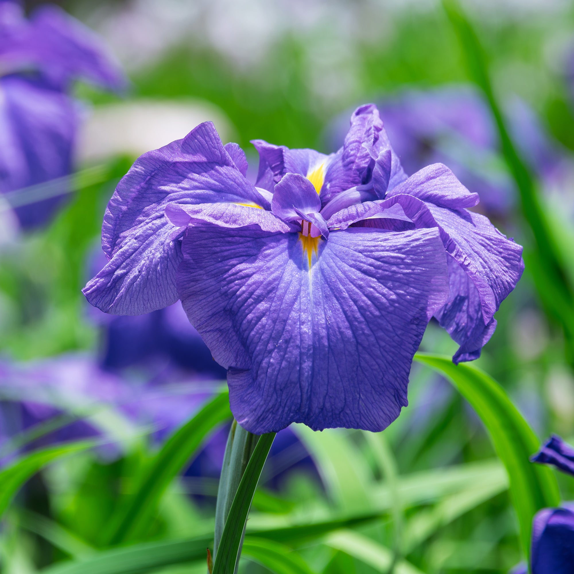 Bakker Iris du Japon plante bassin violette pot 9cm