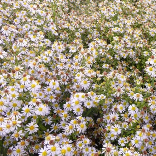 Bakker Plantes vivaces Astère Erlkönig plante blanche pot 9cm