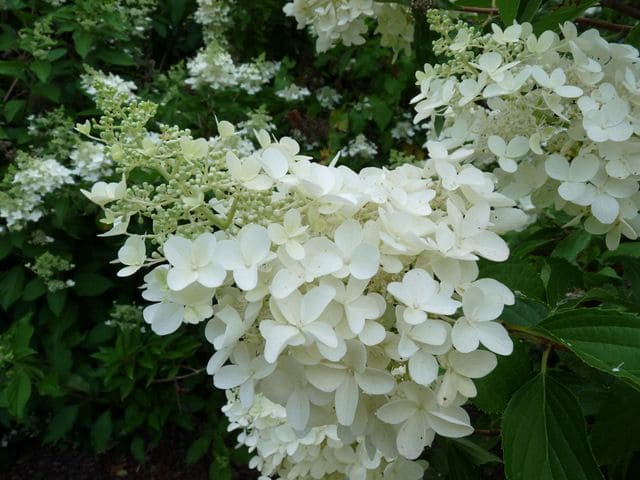 Hydrangea paniculata Dolly hortensia panicule blanc godet