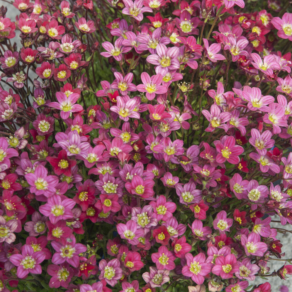 Bakker Saxifrage Peter Pan vivace pot Ø9cm fleurs fuchsia