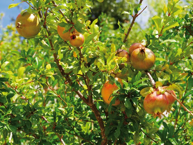 Ripoche Punica Fina Tendral fruitier grenade fleur orange