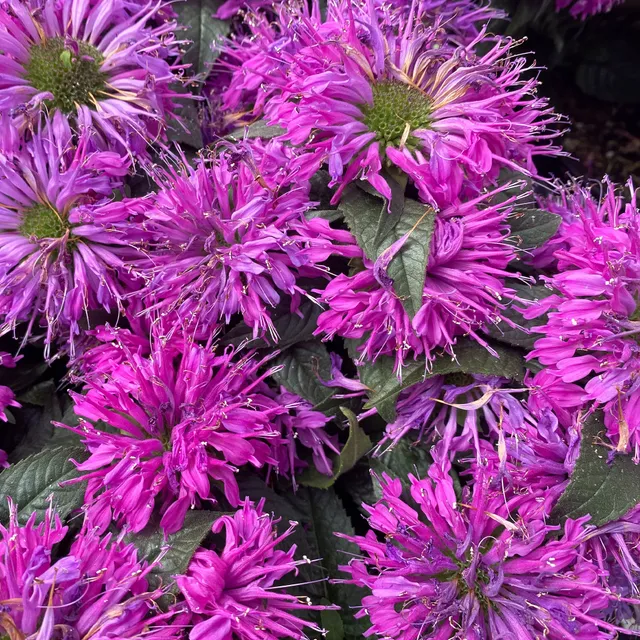 Bakker Monarde Purple Lace vivace pot 9cm violet