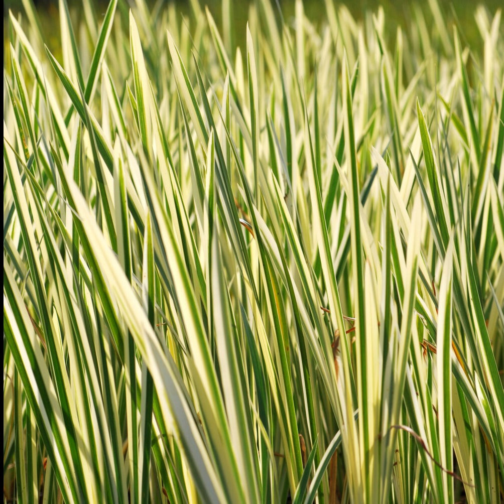 Bakker Acore odorant panaché plante de berge pot Ø 9cm parfumé