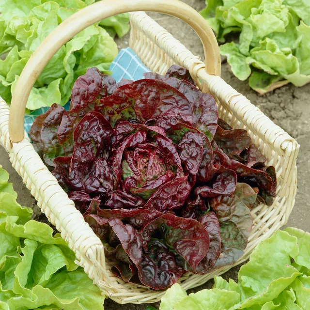 Bakker Potager Laitue Merveille des quatre saisons graine sachet 3g rustique