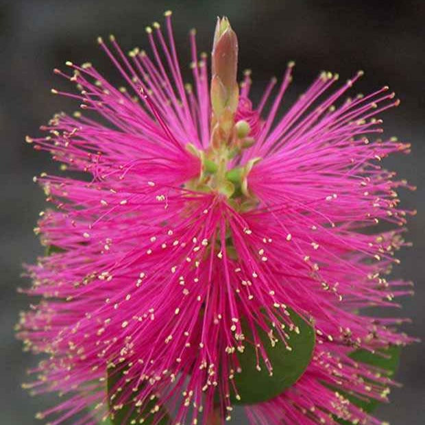 Bakker Callistemon Hot Pink rince-bouteille pot 8cm fuchsia