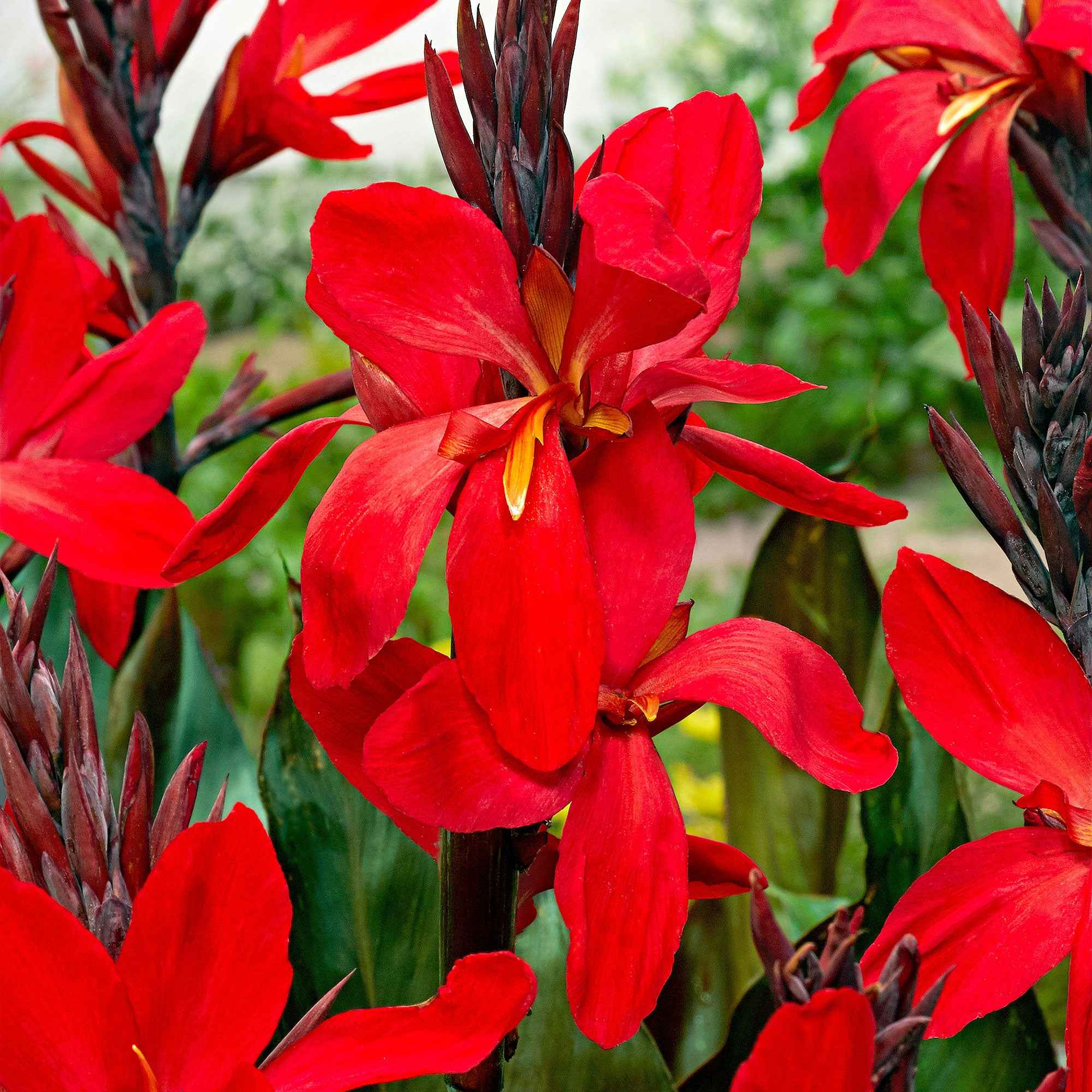 Bakker Red Futurity canna rouge sachet 2 bulbes pourpre