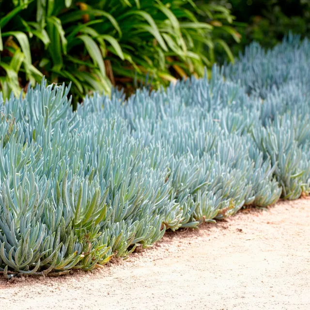 Bakker Séneçon Senecio mandraliscae plante grasse pot Ø 9cm bleu