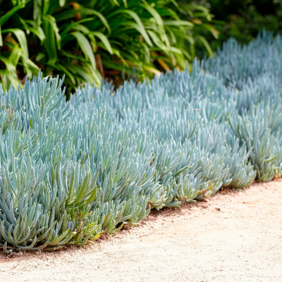 Bakker Séneçon Senecio mandraliscae plante grasse pot Ø 9cm bleu