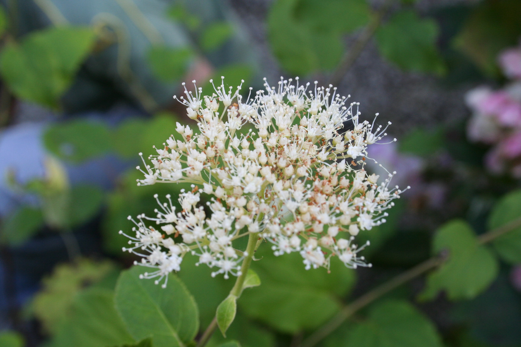 Les Hortensias du Haut Bois Hirta hydrangea arbuste godet