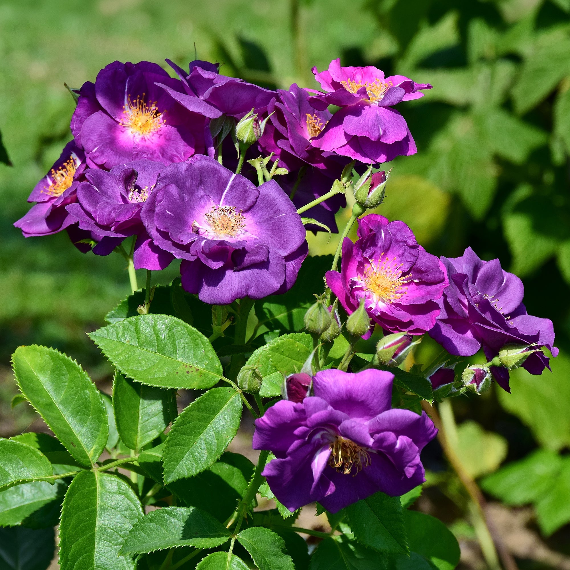 Bakker Rosier Rhapsody in Blue buisson violet pot 4 L