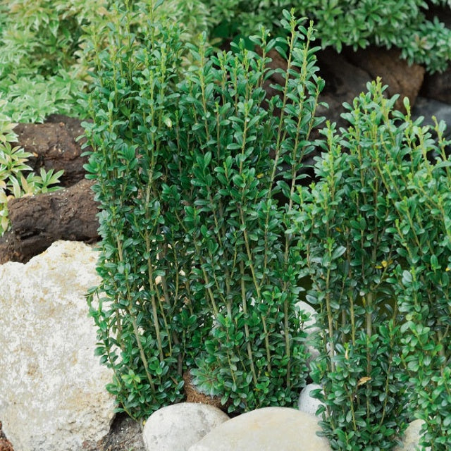 Bakker Fastigiata houx crénelé arbuste pot Ø9cm