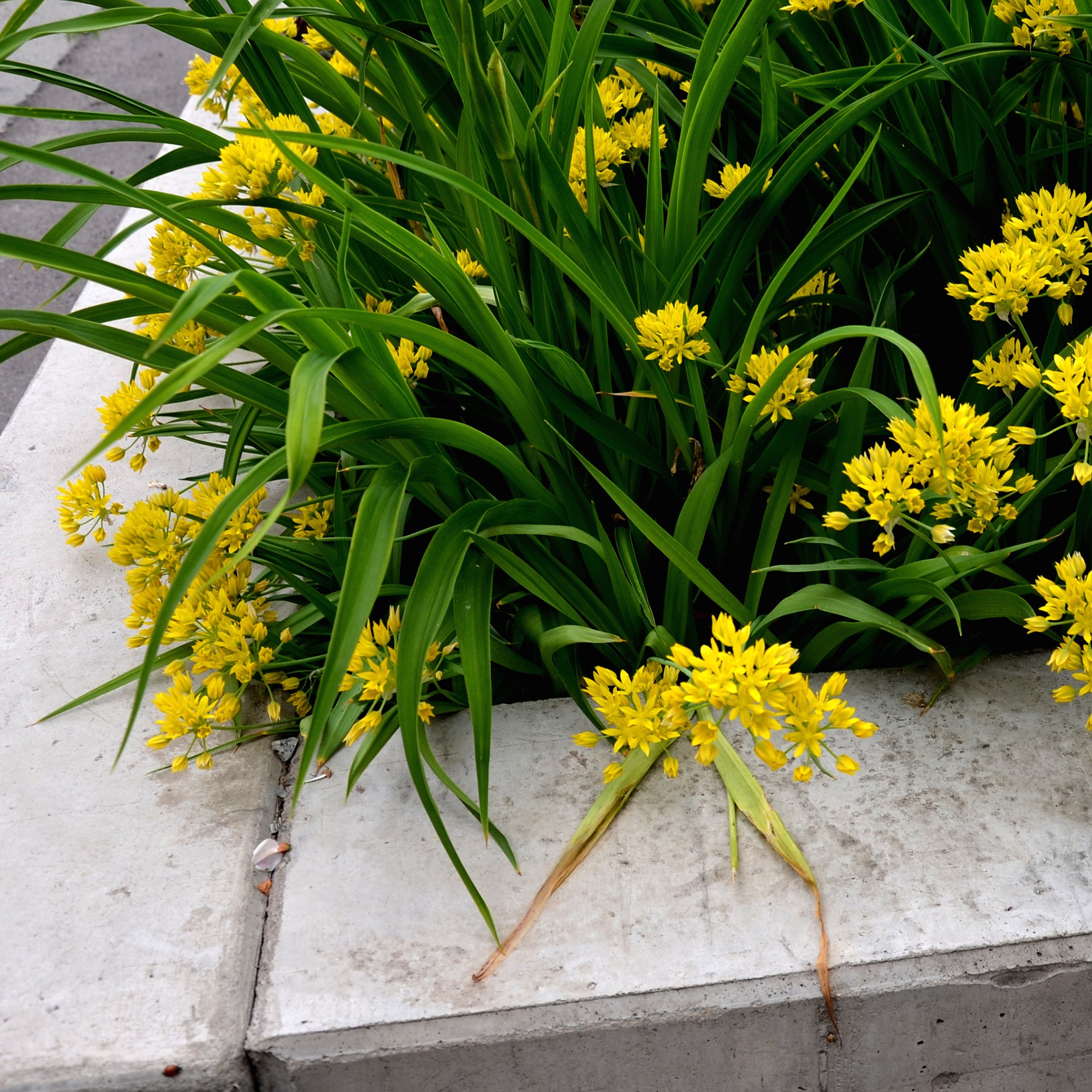 Bakker Allium doré bulbes sachet 50 bulbes jaune 25cm