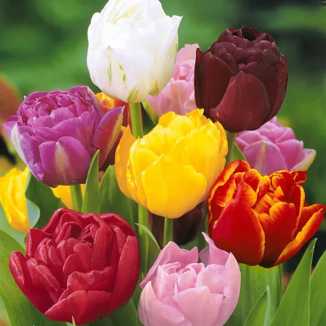 Bakker Tulipes à fleurs de pivoine 20 bulbes mélange