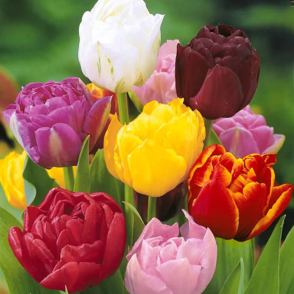 Bakker Tulipes à fleurs de pivoine 20 bulbes mélange