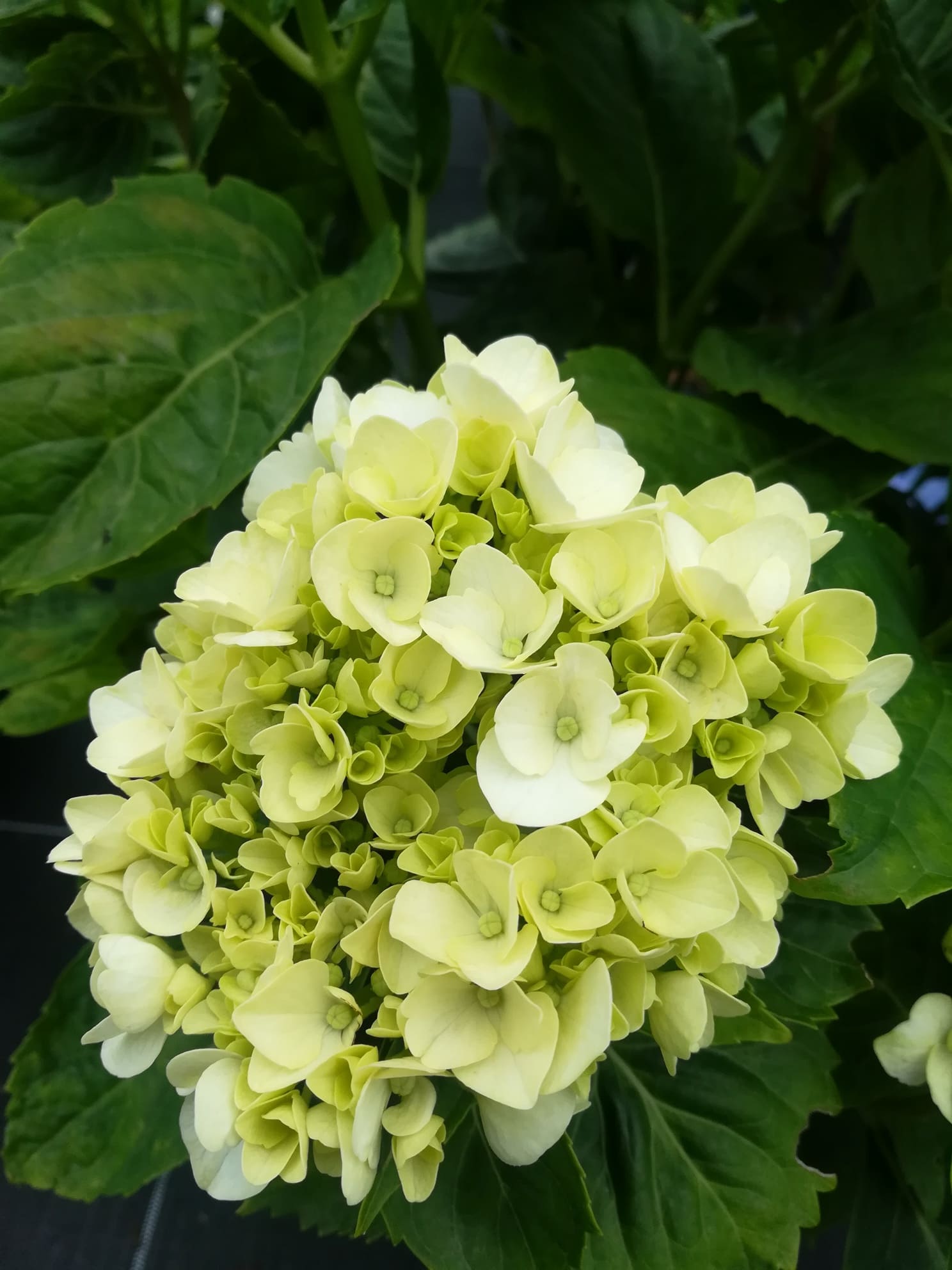 Les Hortensias du Haut Bois Madame Gilles Goujon hortensia boule