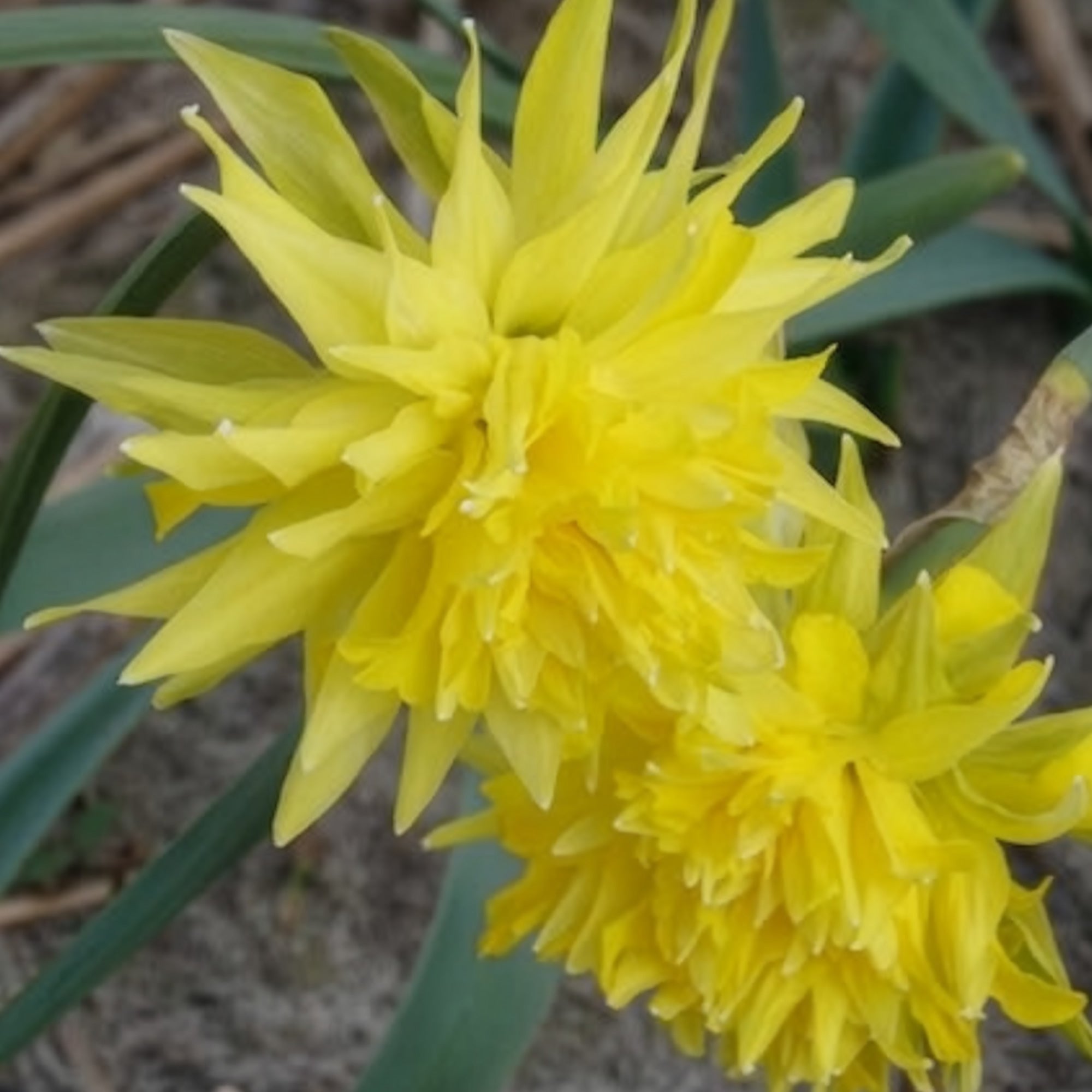 Bakker Bulbes Mini-narcisses Rip van Winkle bulbes sachet 5 jaune