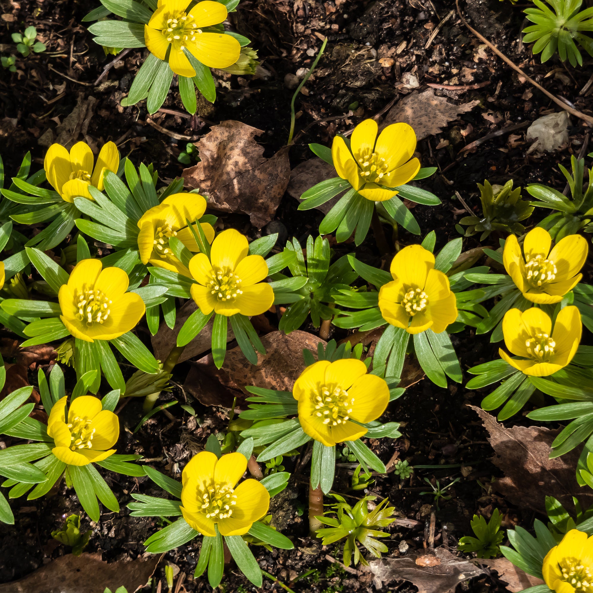 Bakker Helléborines plante bulbe sachet 10 bulbes fleurs jaunes